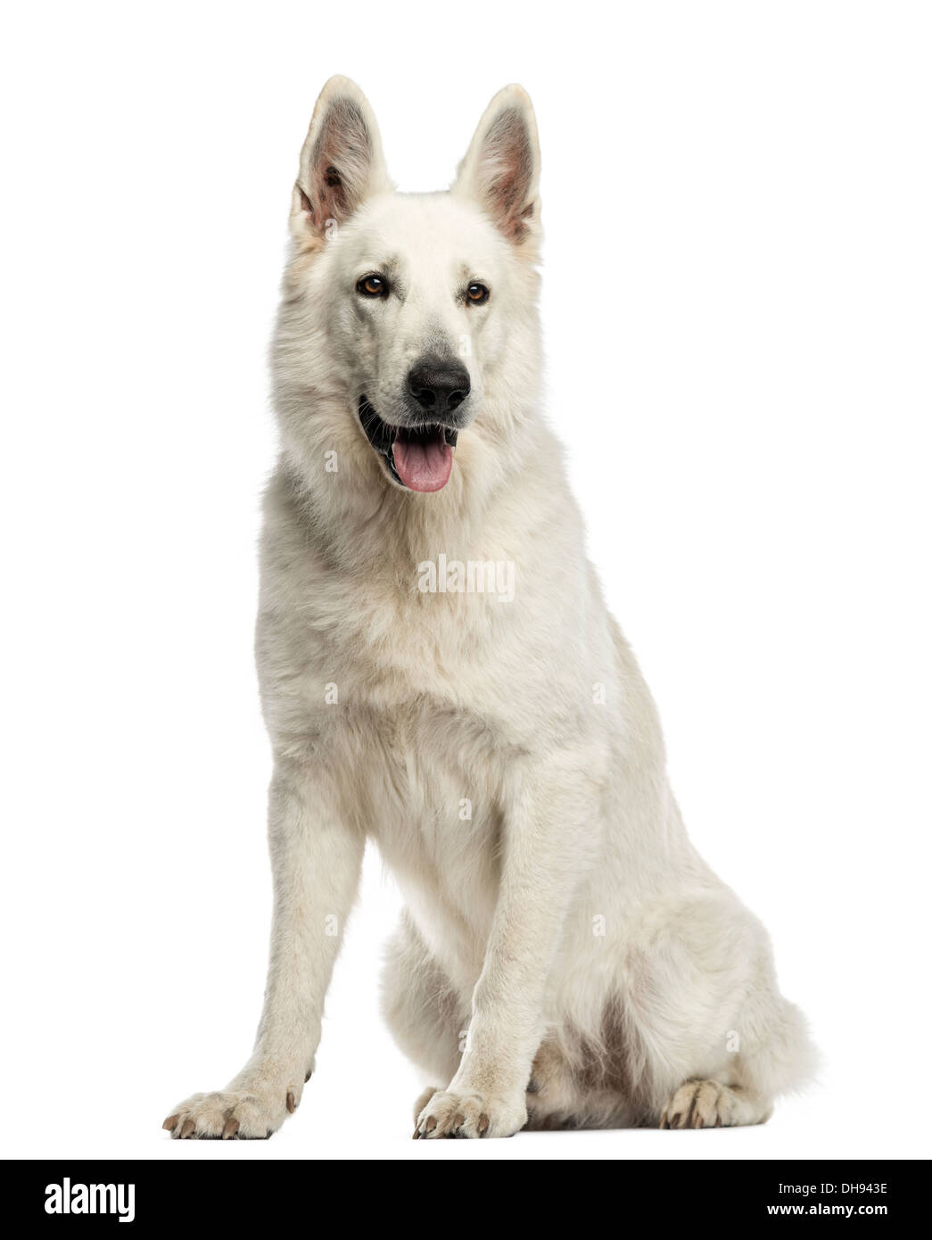 White Swiss Shepherd Dog sitting, panting against white background Stock Photo