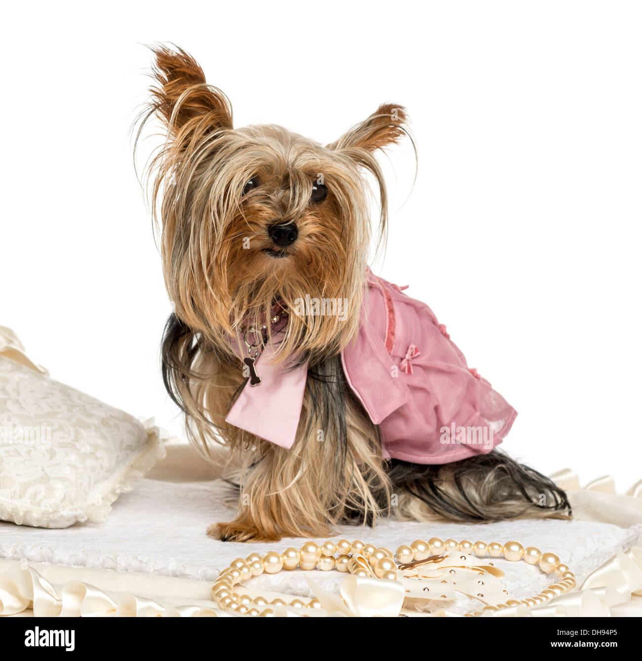 yorkie dressed up