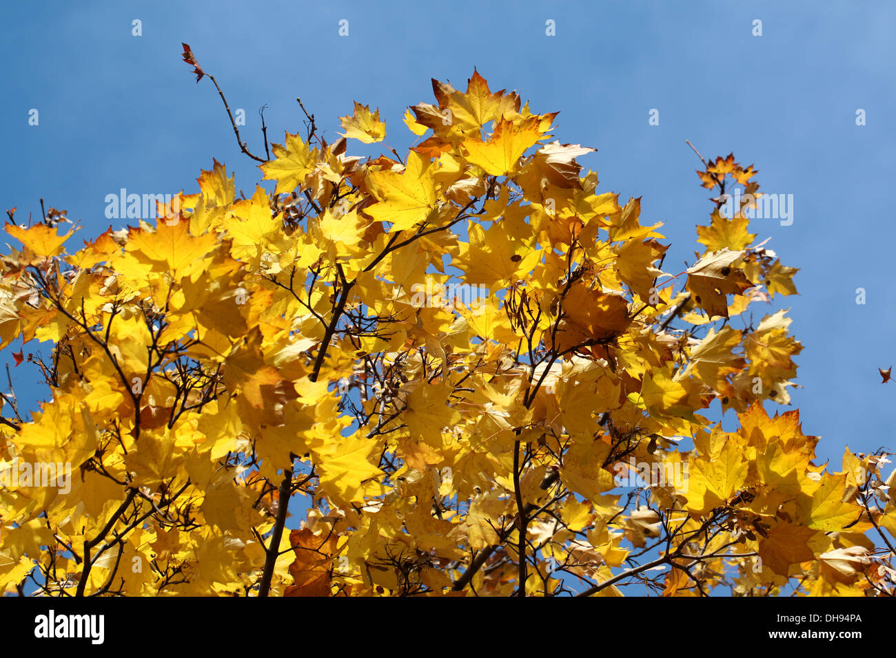 Yellow autumn maple leaves Stock Photo