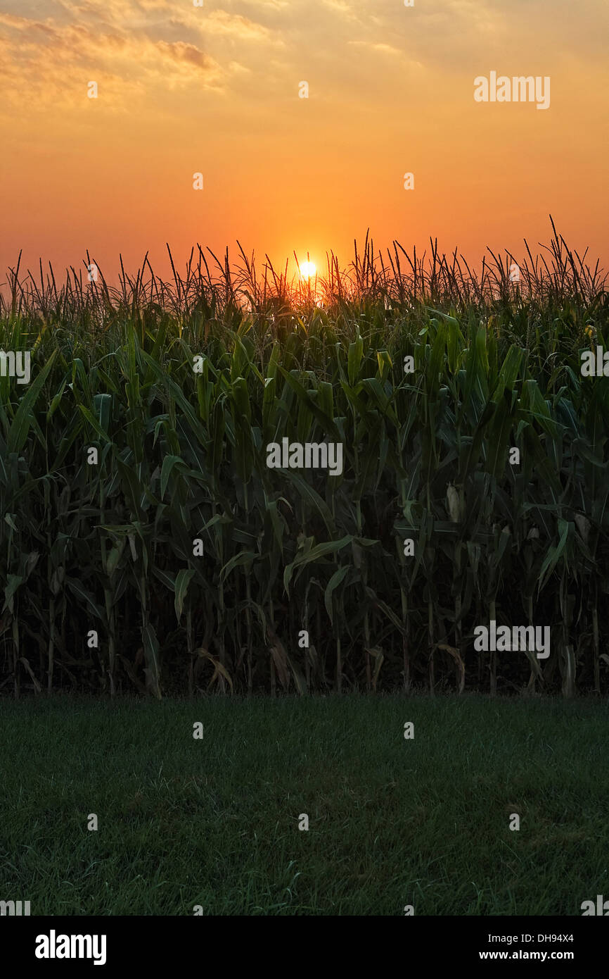 Sweetcorn, Zea mays.  Field of growing sweetcorn with rising from behind. Stock Photo