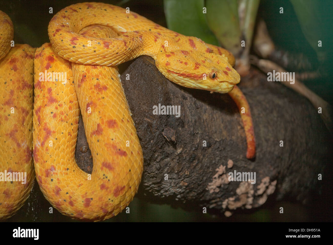 Eye-lash Viper (Bothriechis schegelii). Arboreal pit viper from Central and South America. Stock Photo