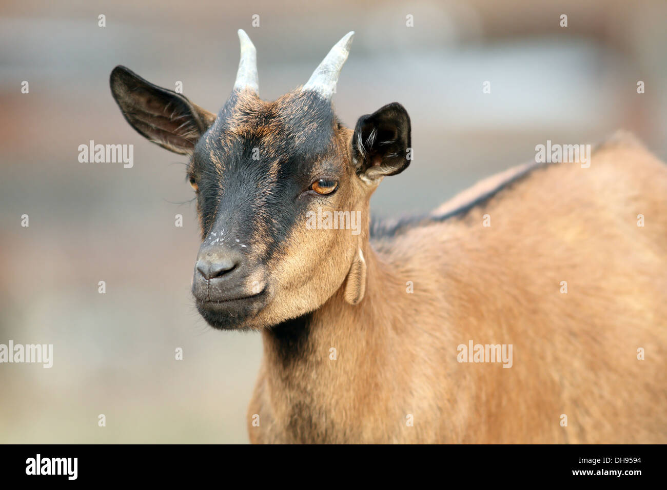 portrait of a brown young goat ram with small horns Stock Photo