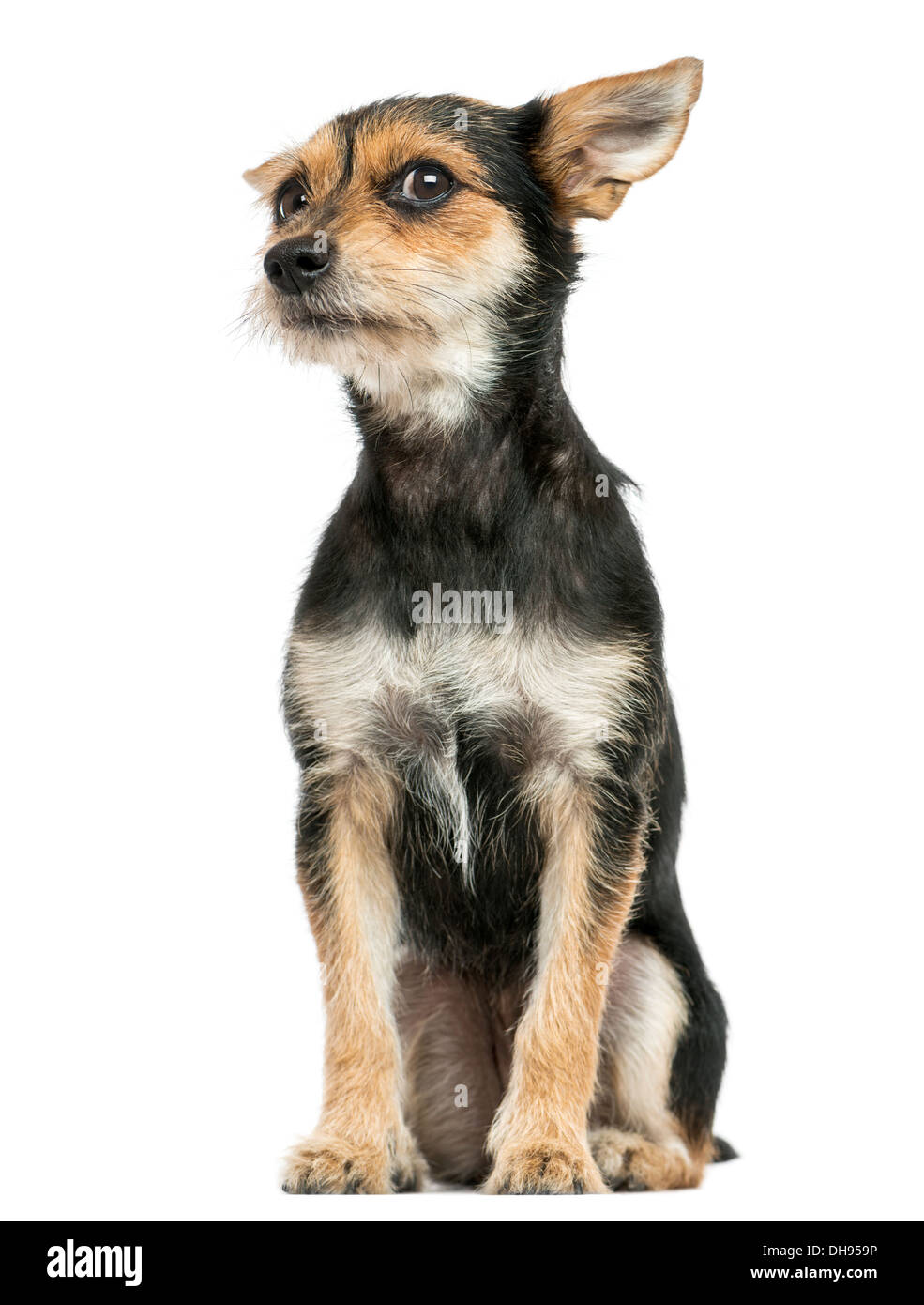 Crossbreed dog sitting, looking at the camera against white background ...