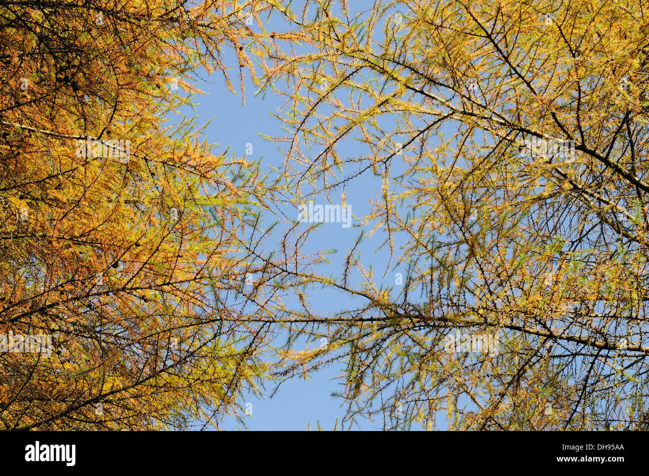Branches and leaves of Larch tree in autumn  against a blue sky Stock Photo