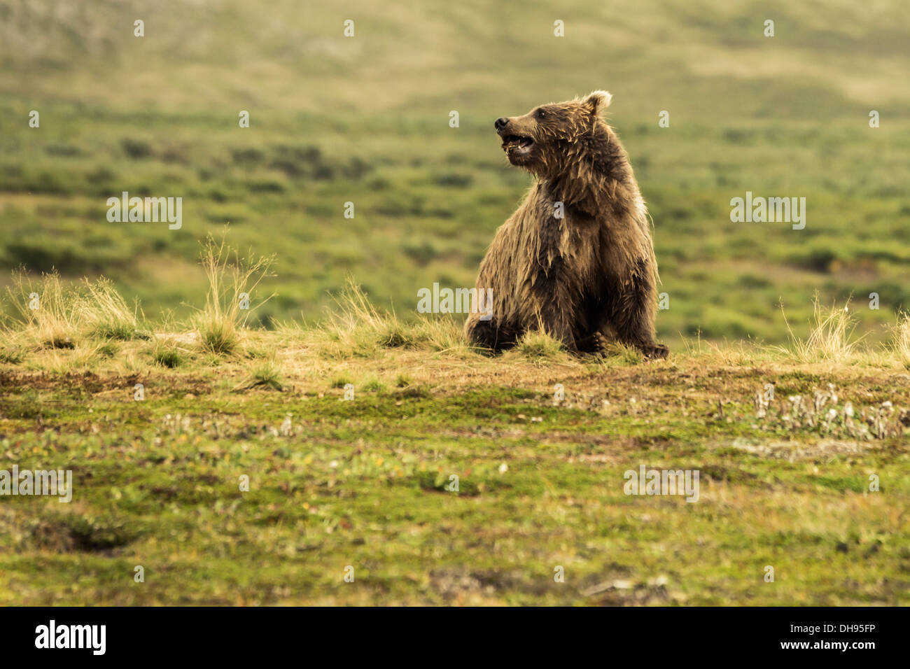Young Grizzly bear (Ursus arctos gyas) Stock Photo