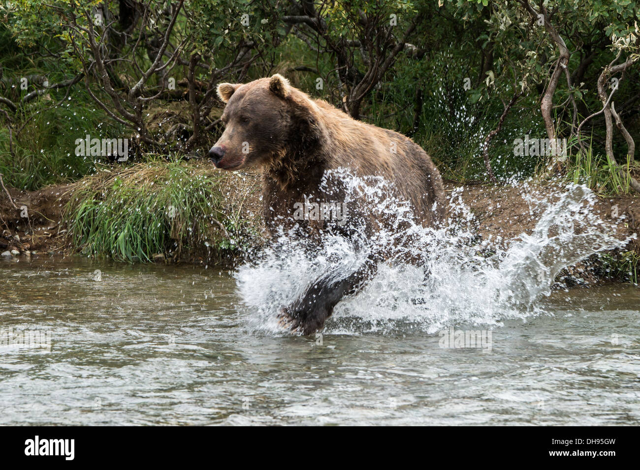 Grizzly bear (Ursus arctos gyas) rushing into water Stock Photo