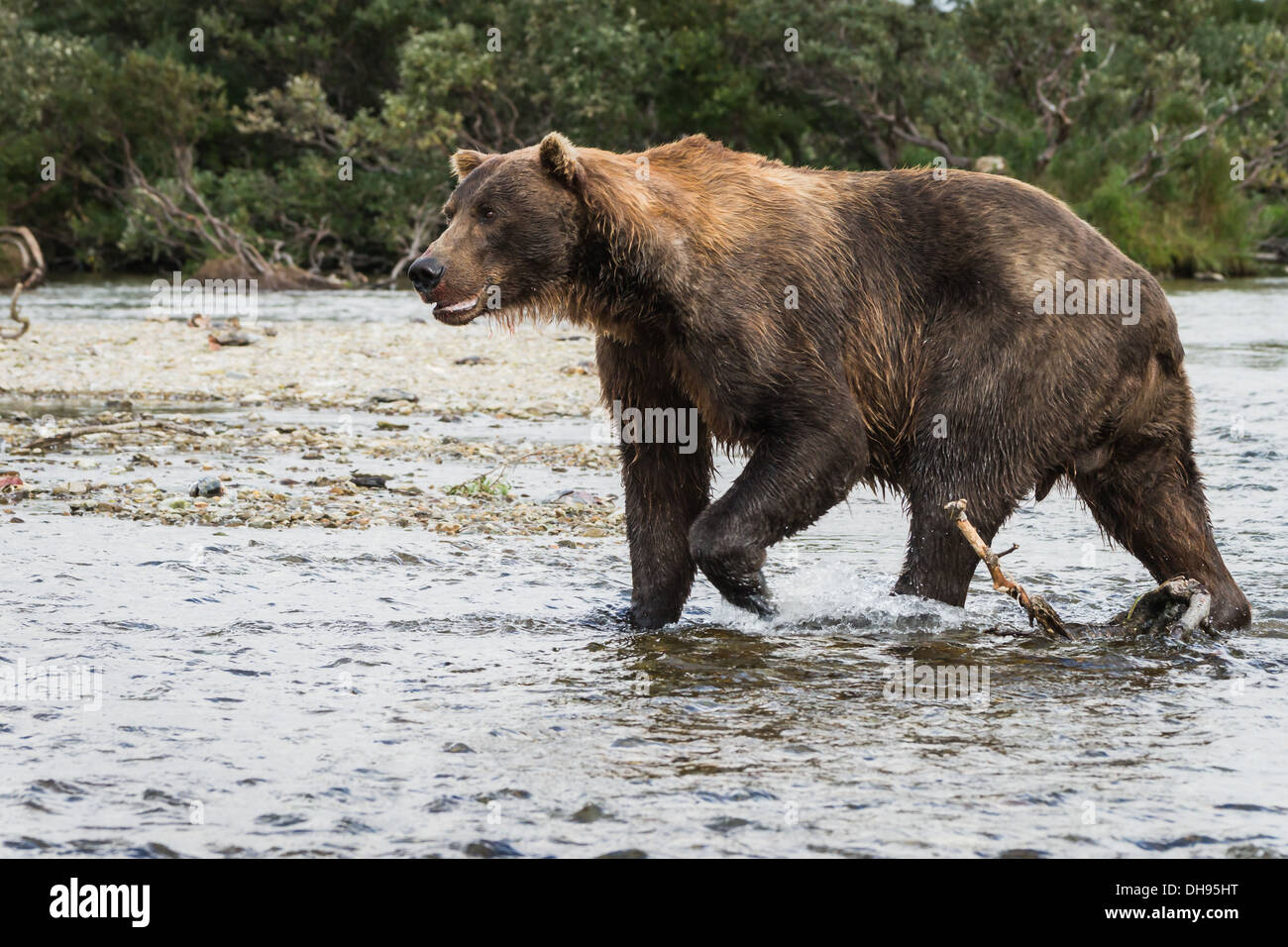 Grizzly bear (Ursus arctos gyas) seeking sockeyed salmon Stock Photo