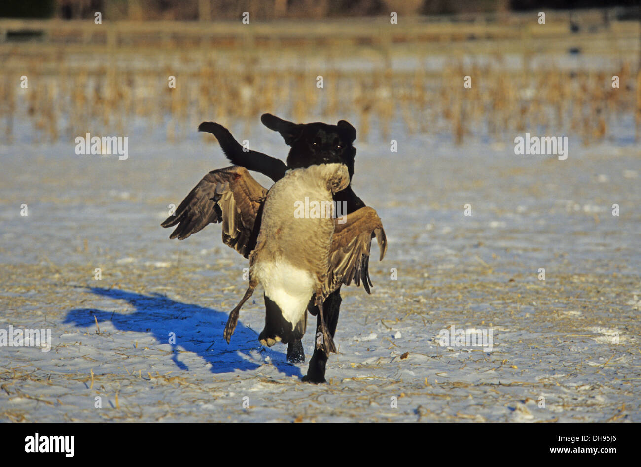 Canada goose vs clearance dog