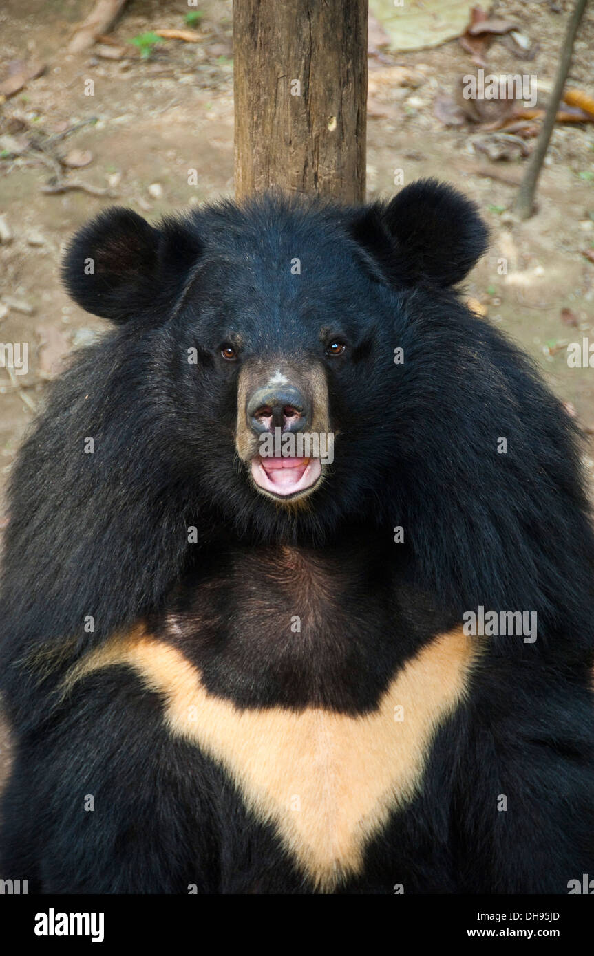 Vertical close up of an Asian Black bear. Stock Photo