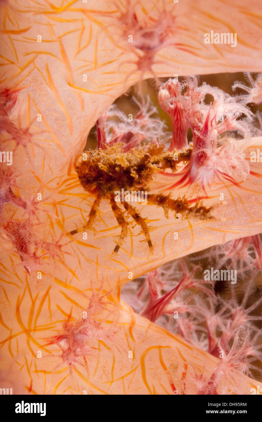 Squat lobster in soft coral Stock Photo