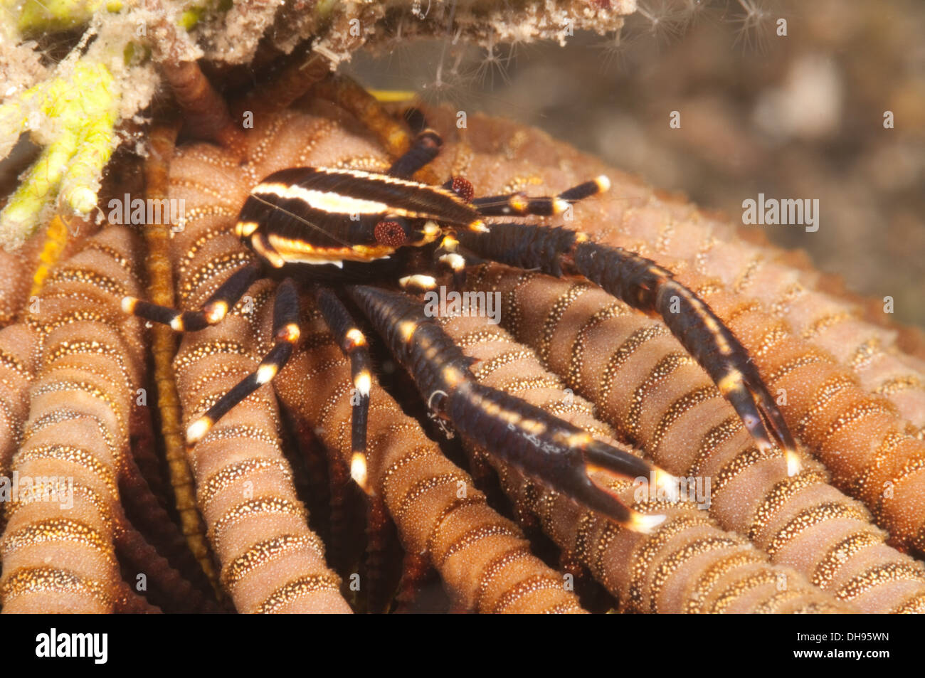 Squat lobster in a crinoid Stock Photo