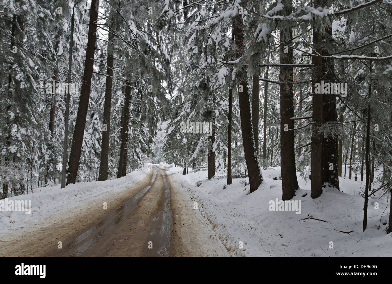 Water frozen conifer forest hi-res stock photography and images - Alamy