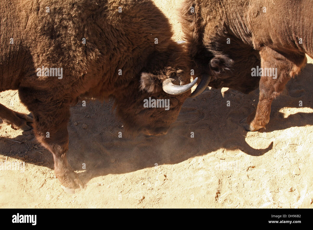 European bison (wisent), Bison bonasus. Location: Wisent reserve Lovce - Topolcianky, Tribec mountains, Slovakia. Stock Photo