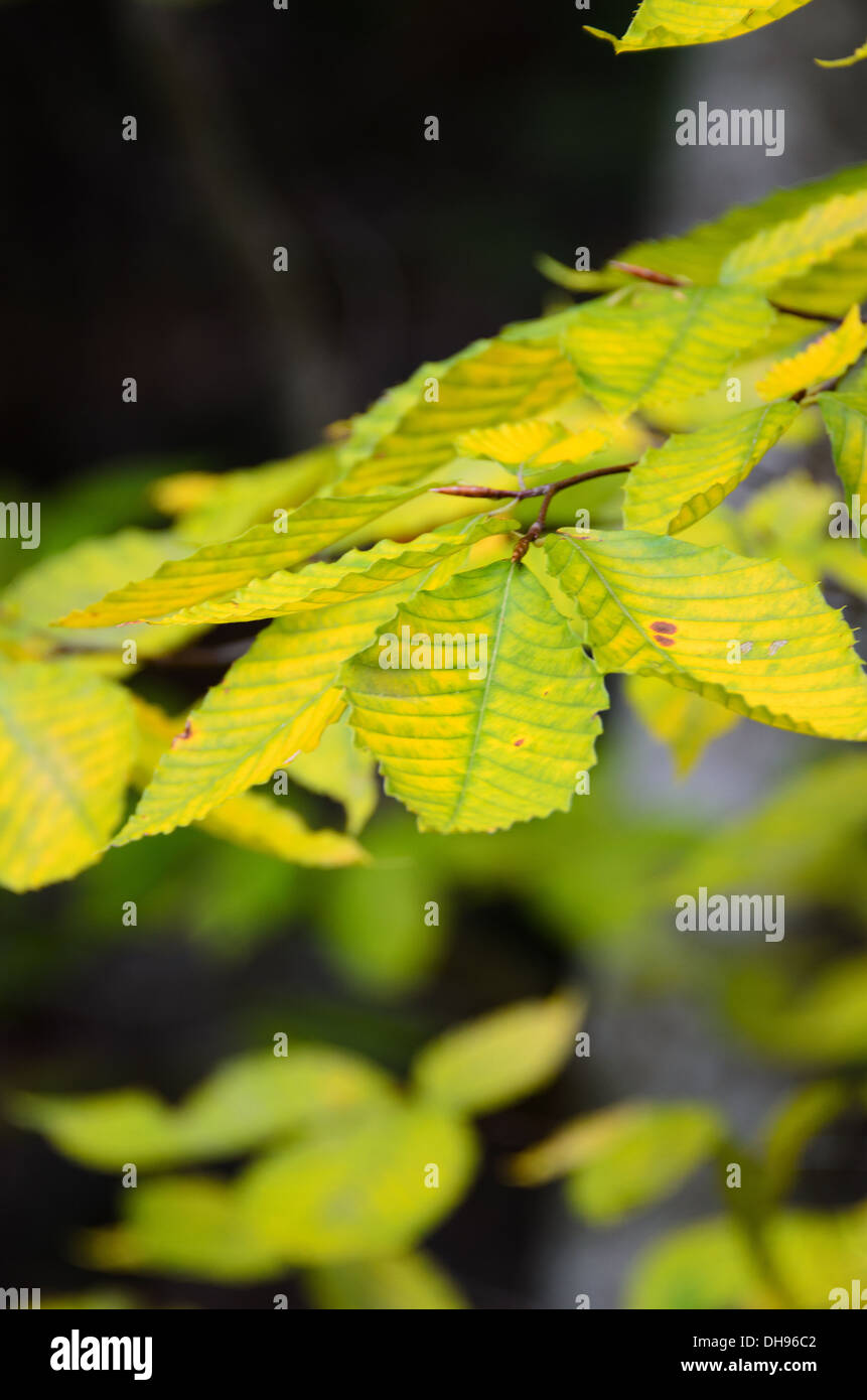 Green birch leaves turning yellow, Acadia National Park, Maine Stock