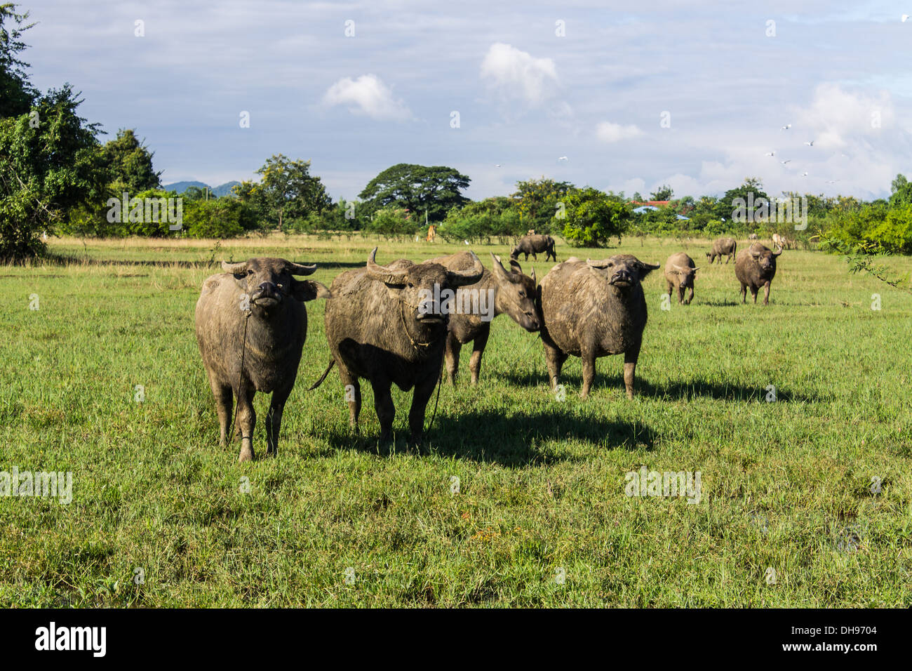 Masses Buffalo And The tilted in Grass Stock Photo