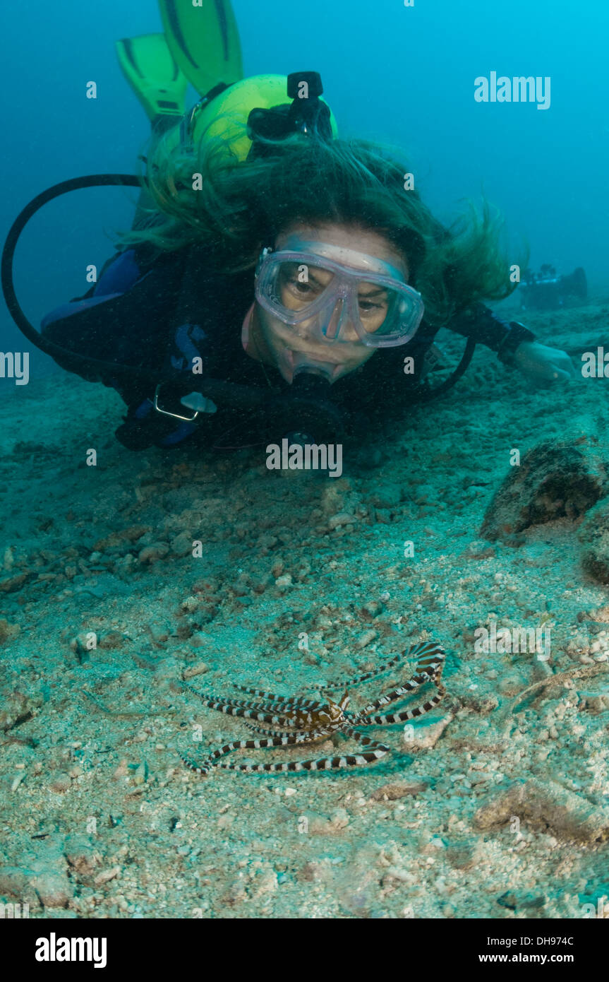 A female scuba diver observes a mimic octopus Stock Photo Alamy