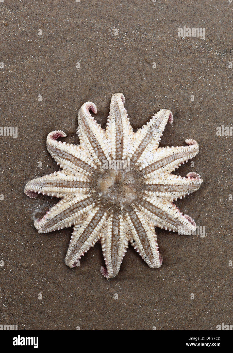 Starfish washed up on the sandy shore. Stock Photo