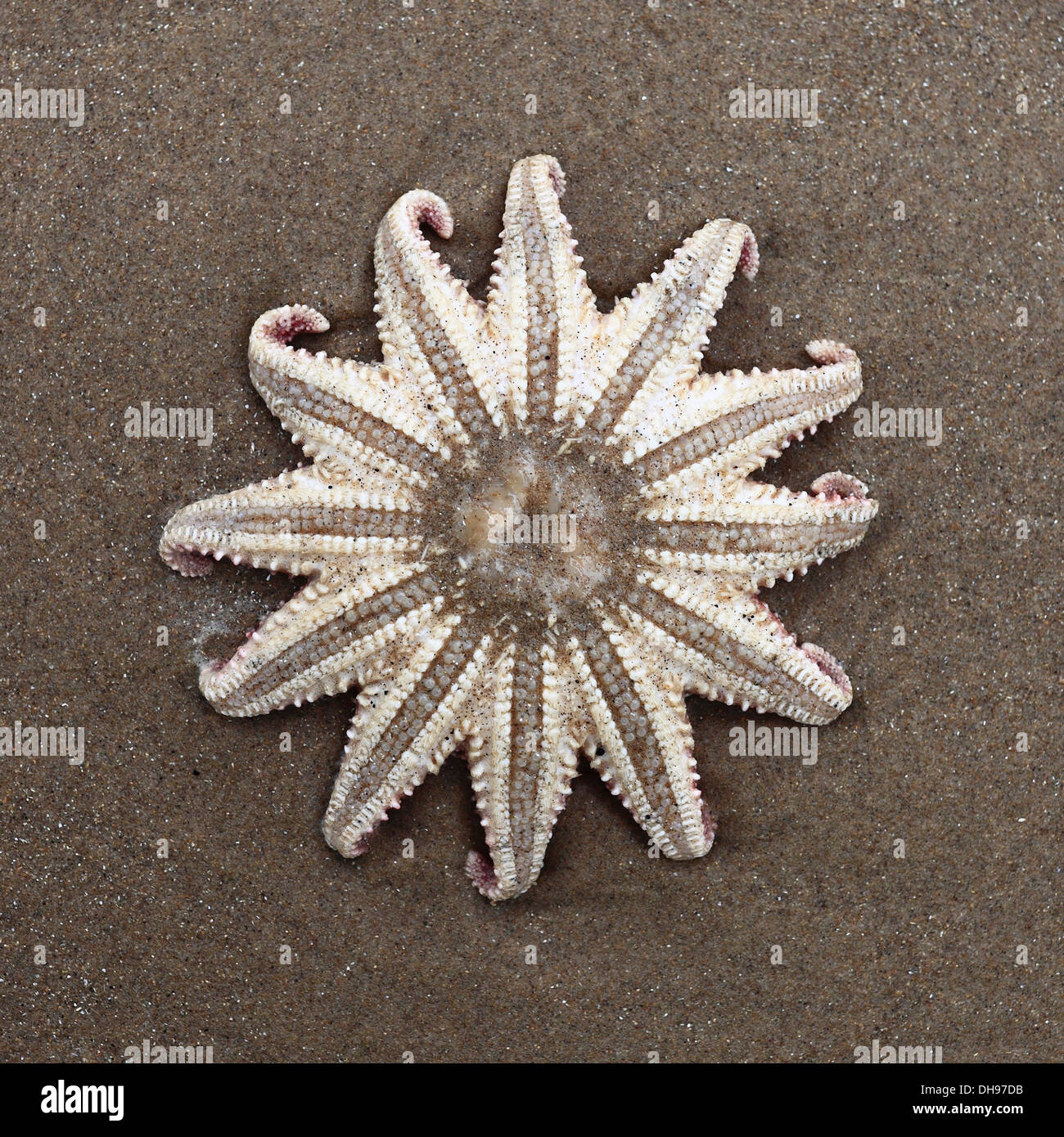 Starfish washed up on the sandy shore. Stock Photo