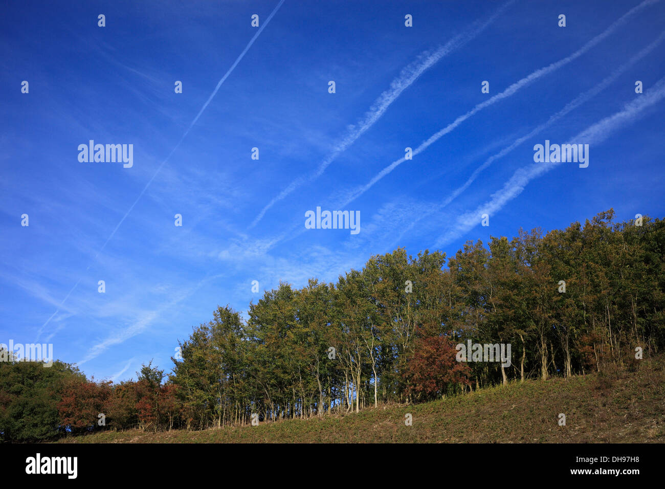 Contrails in a blue sky over woodland. Stock Photo