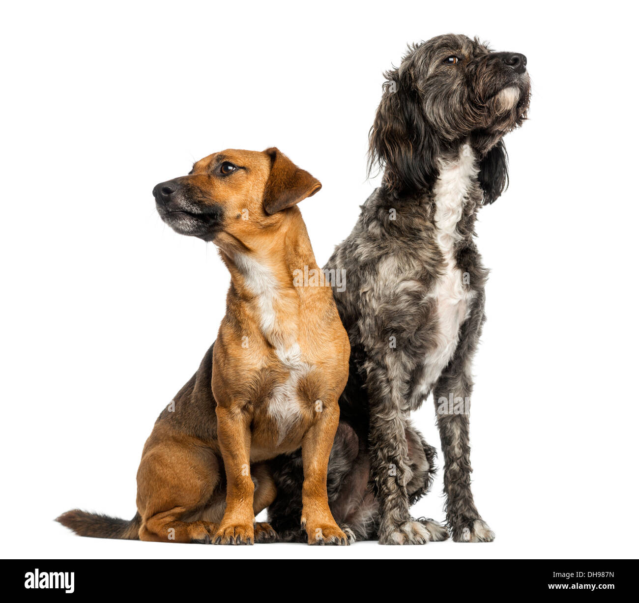 Brittany Briard crossbreed dog and Jack Russell sitting together against white background Stock Photo