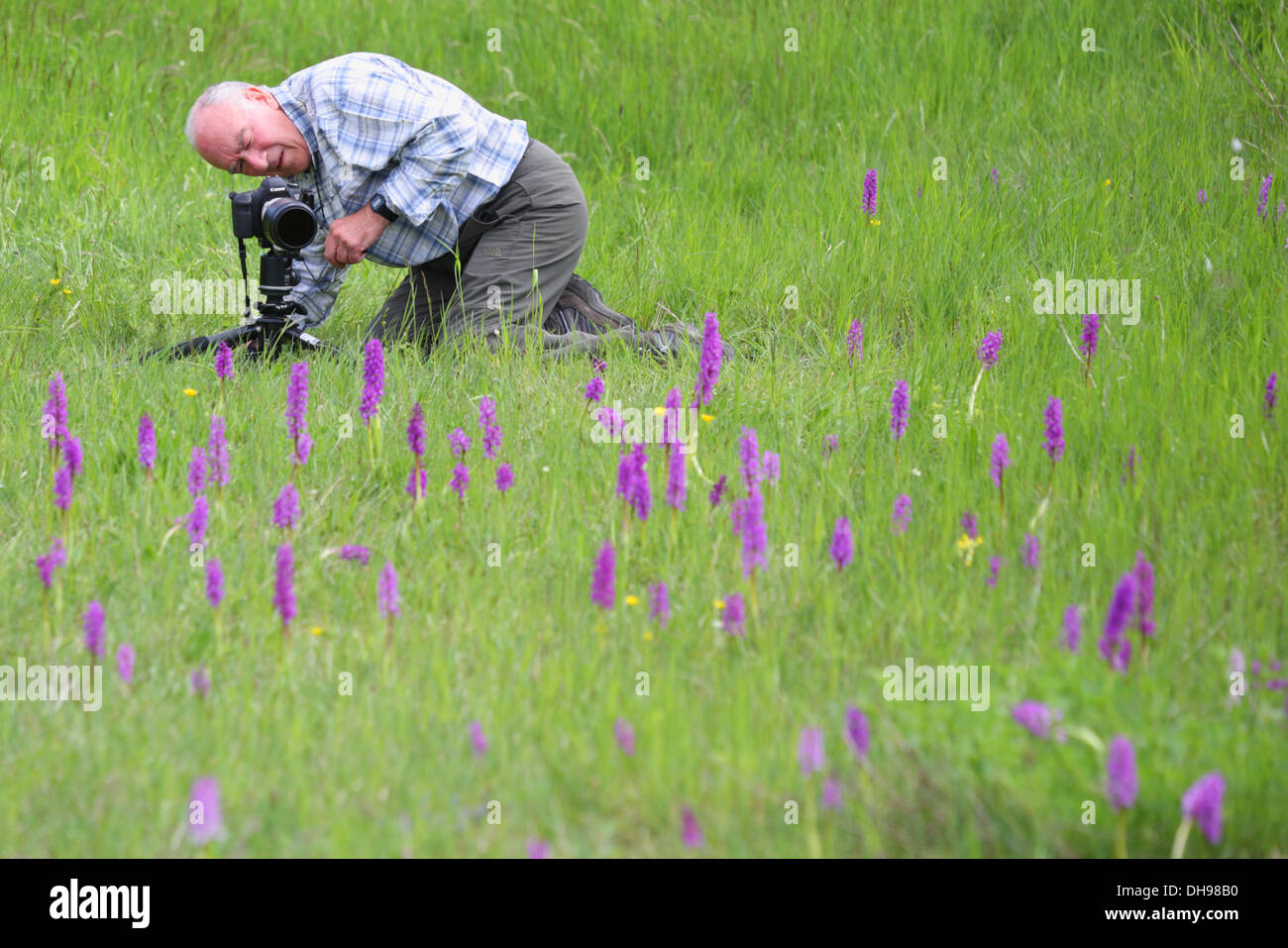 Man taking photos of Early purple orchids (Orchis mascula). Europe Stock Photo