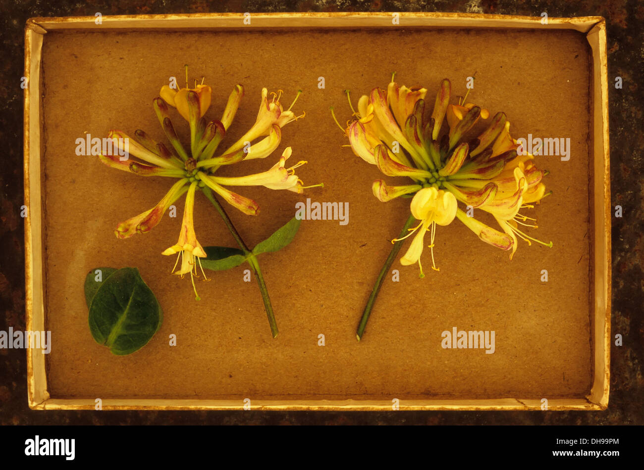 Honeysucklle, Lonicera periclymenum. Studio shot of two flower heads of Honeysuckle or Woodbine arranged in card tray. Stock Photo