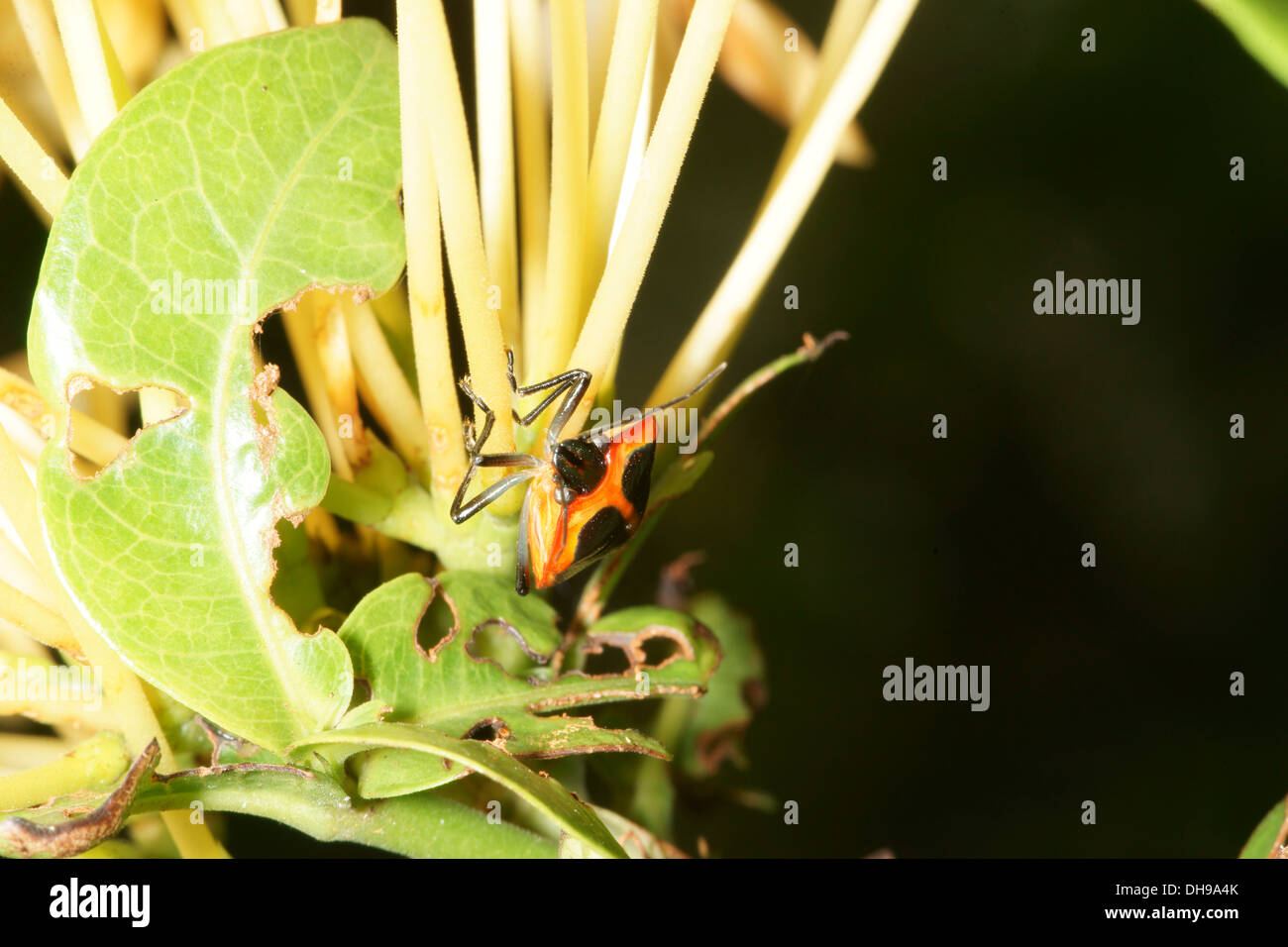 Orange and black Shield bug beetle Stock Photo