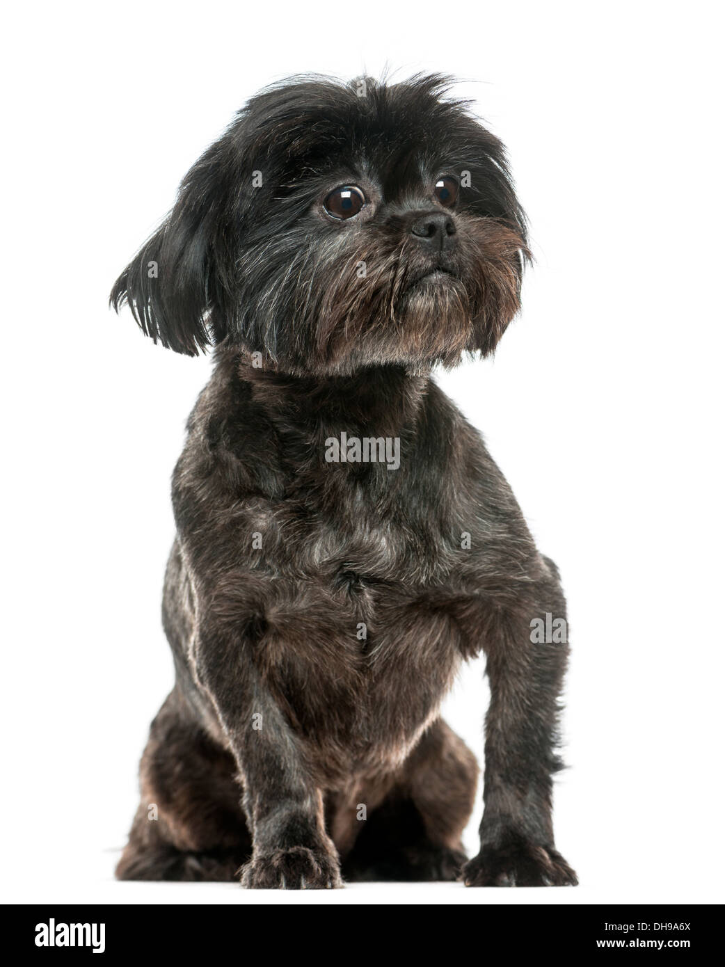 Lhasa Apso sitting against white background Stock Photo