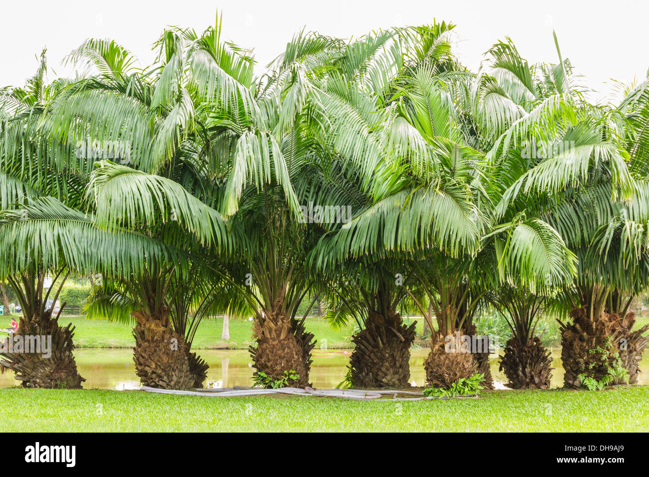 Group of palm trees Stock Photo Alamy