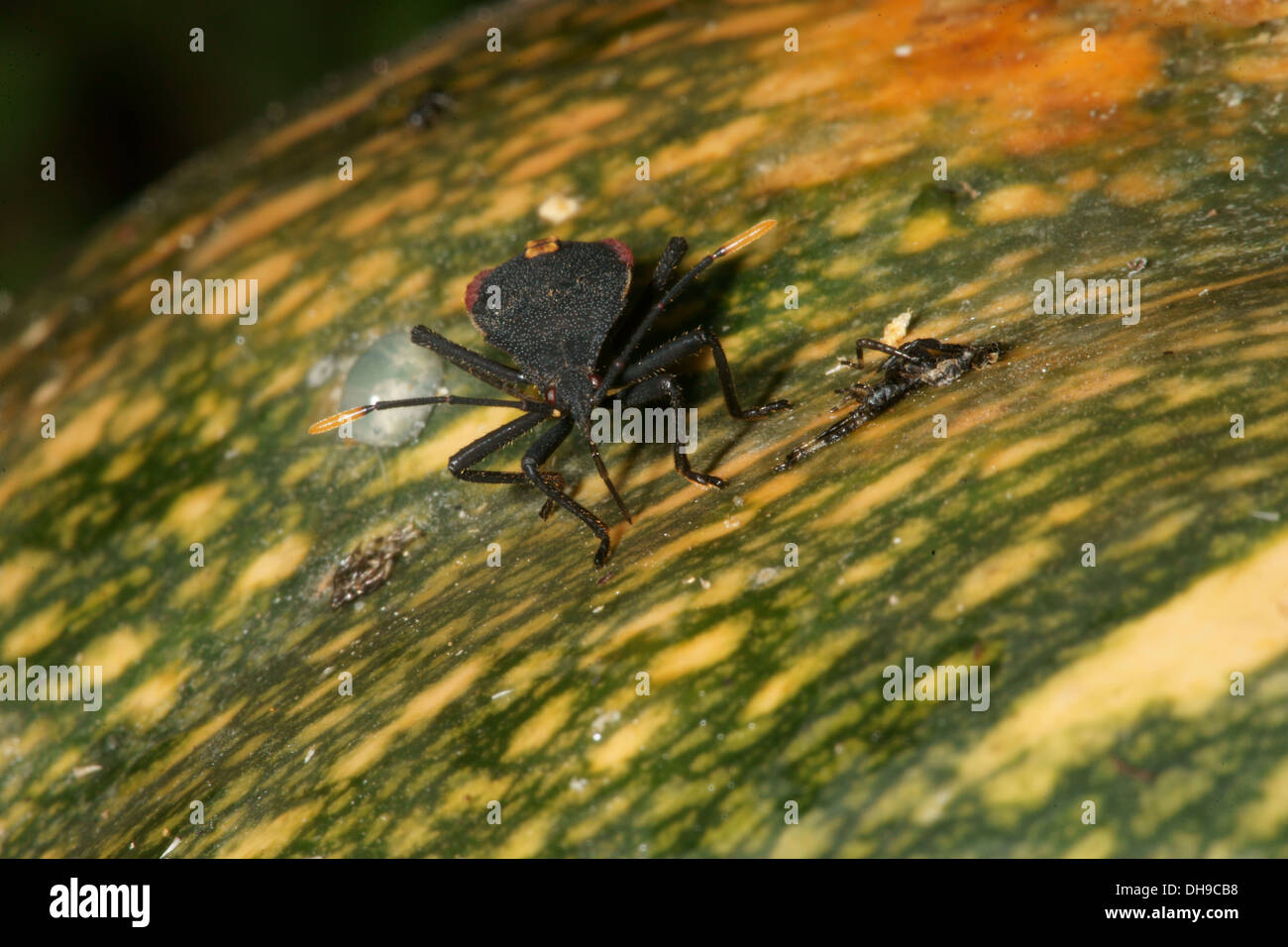 Shield bug beetle on pumpkin Stock Photo