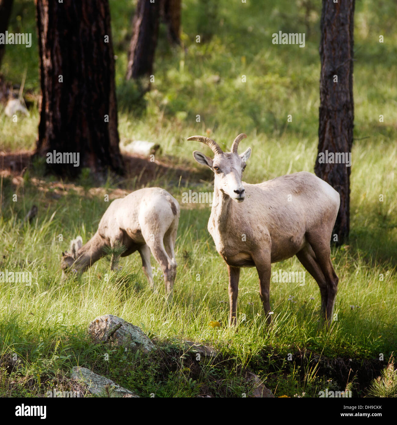 Two Mountain goats in a grassy forest in the Black Hills of South Dakota. Stock Photo