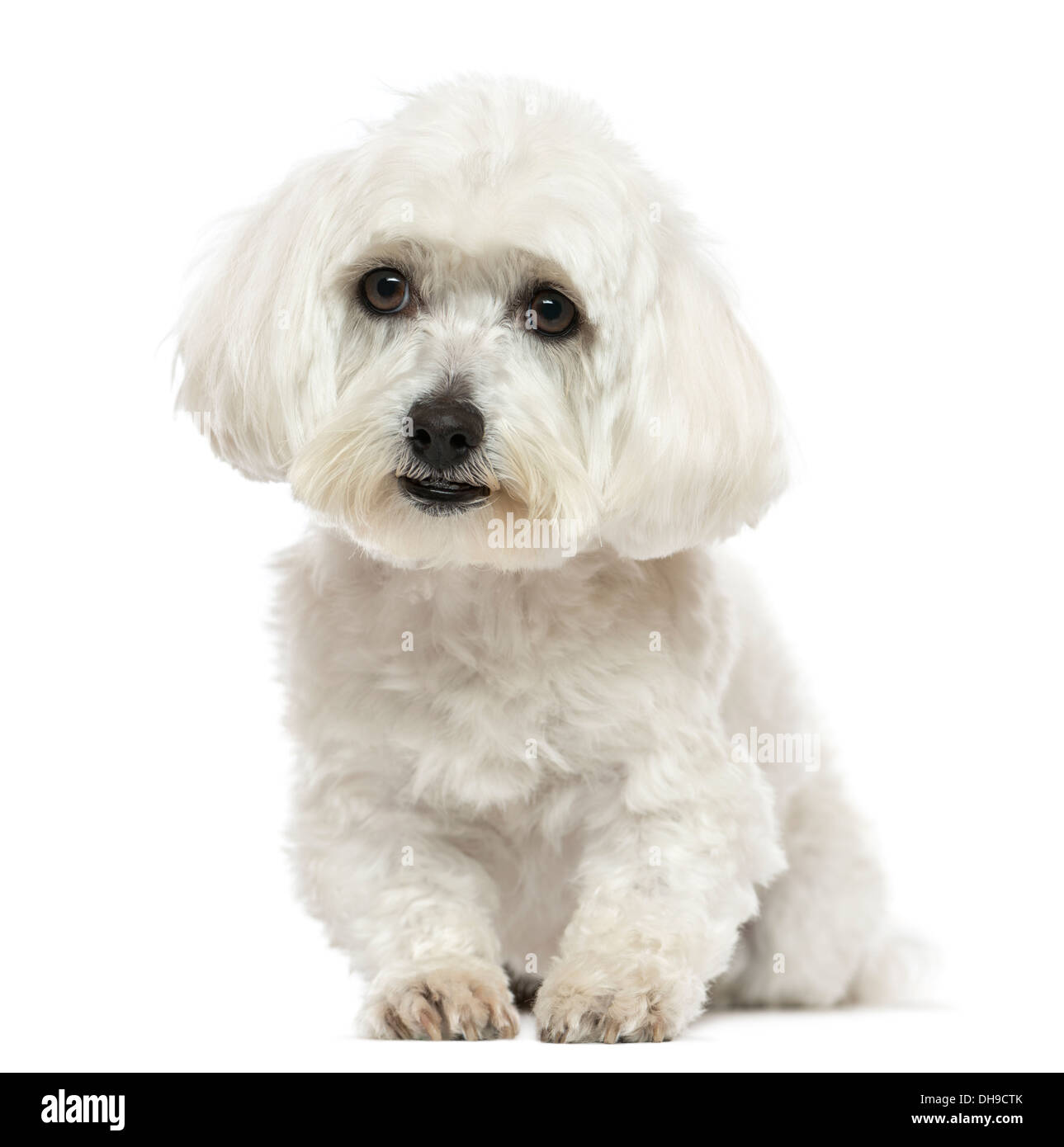 Front view of a Maltese lying down against white background Stock Photo