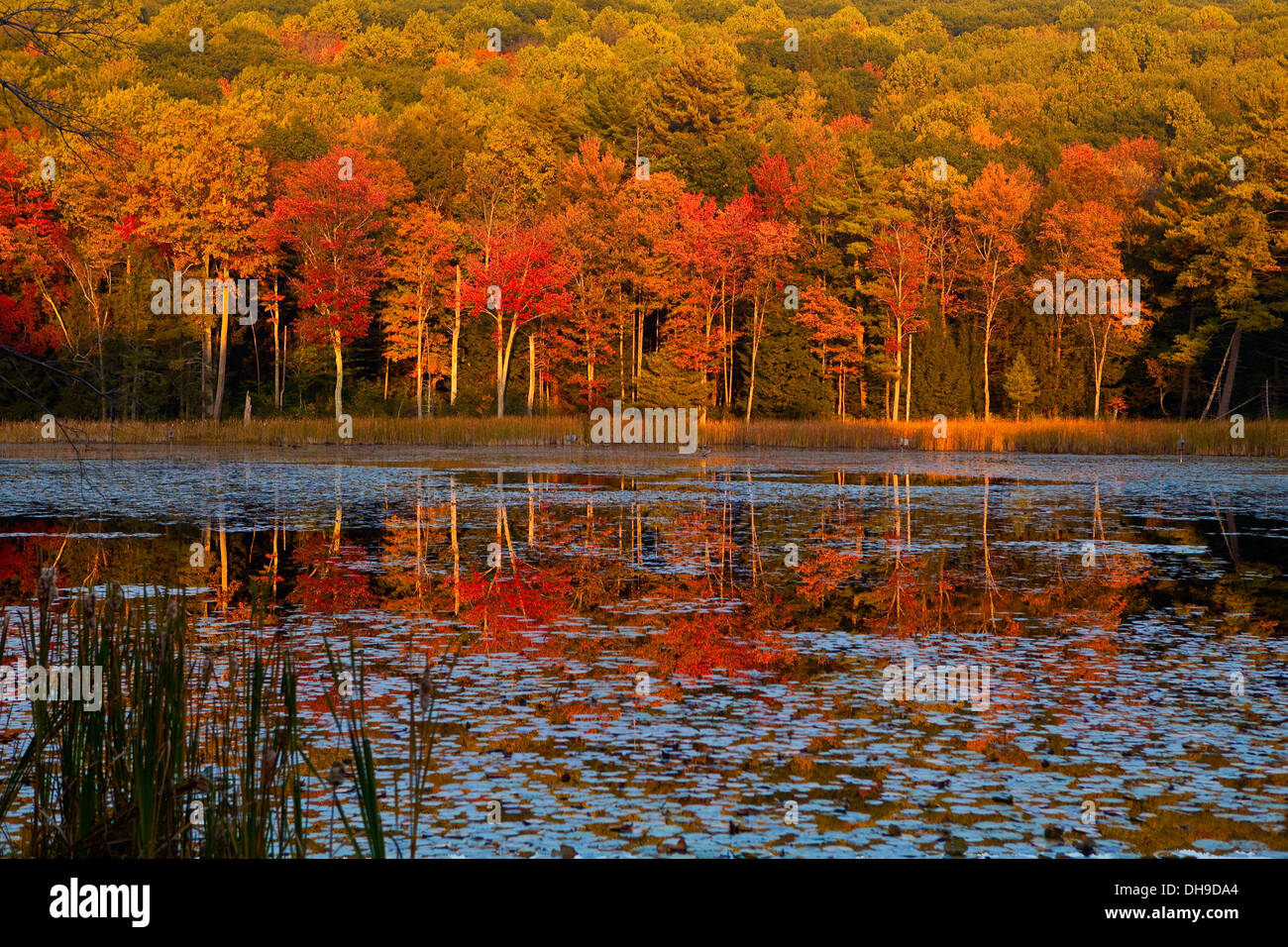 Fall colors are reflected in a small lake in Fountain Pond Park near