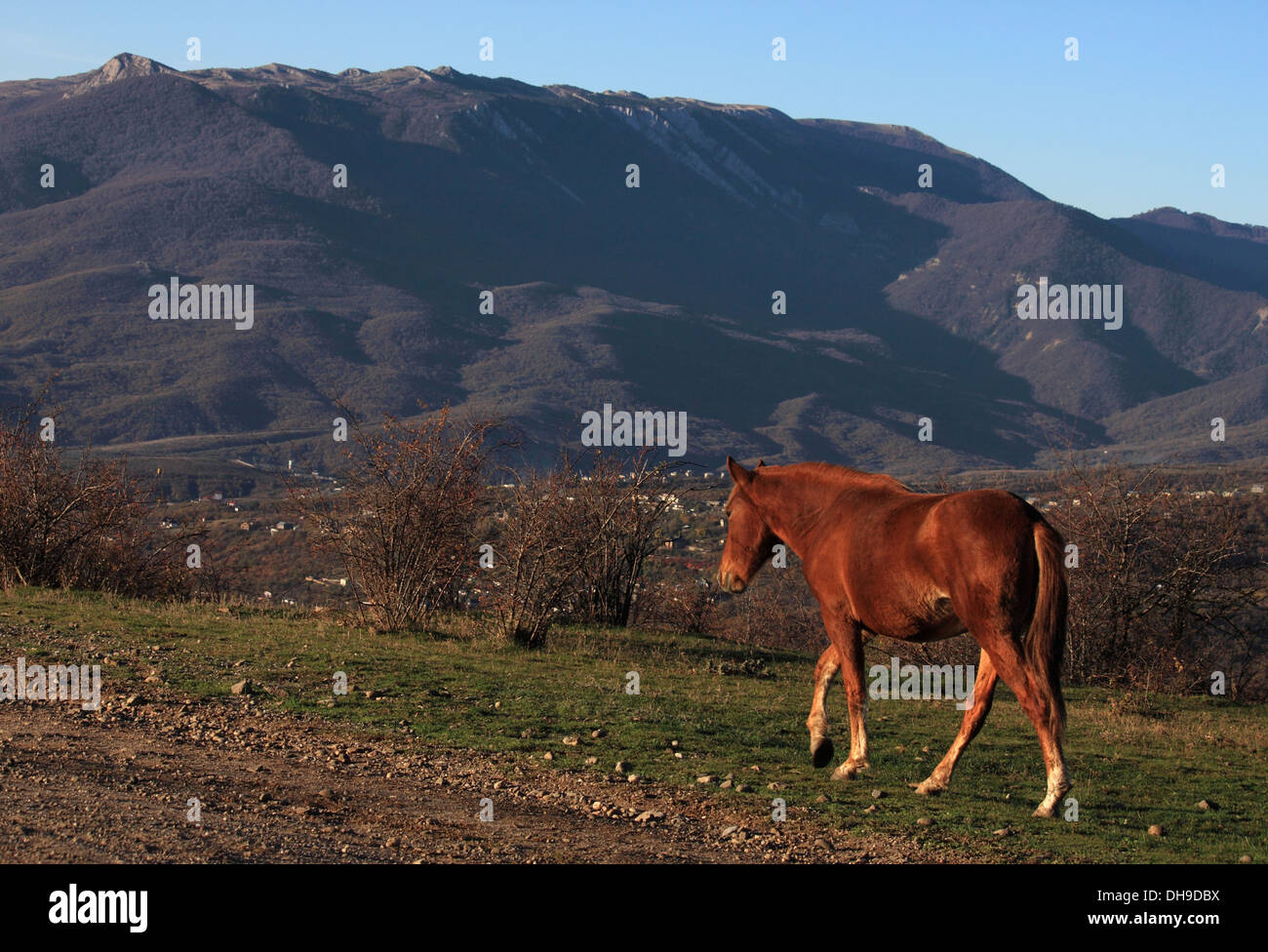 chestnut horse walking on path in mountains Stock Photo