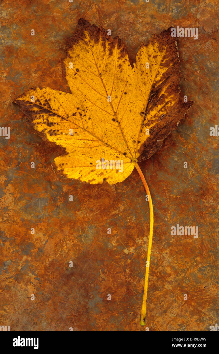 Sycamore, Acer pseudoplatanus. Studio shot of yellow autumn leaf, coloured brown at edges, lying on rusty metal sheet. Stock Photo