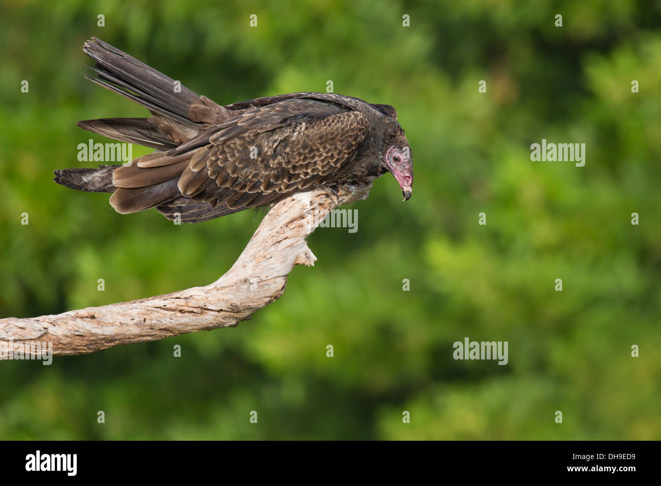 Turkey Vulture (Cathartes aura) on a branch - Alafia Banks, Florida Stock Photo
