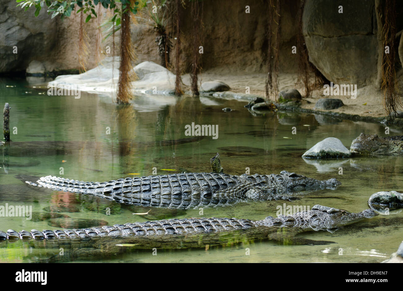 Two Nile crocodiles (Crocodylus niloticus) floating in artificial lake