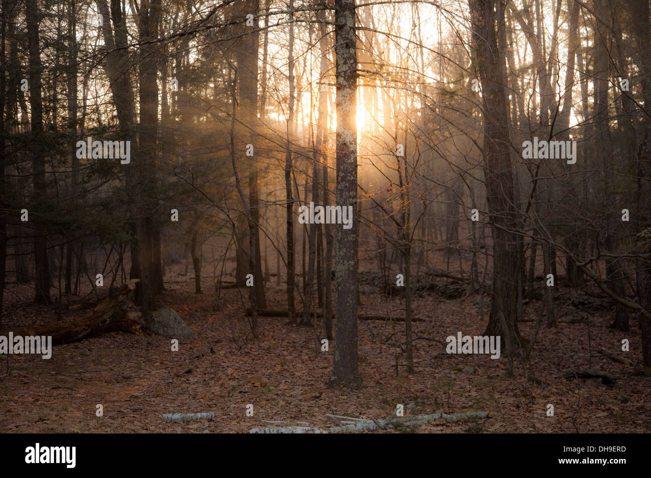 Light coming through trees Stock Photo Alamy