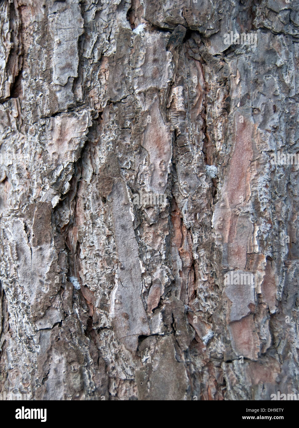 wooden texture. Crimean pine tree, close-up view Stock Photo