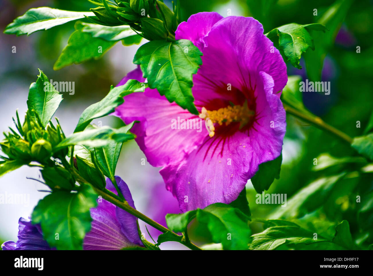 Hibiscus hi-res stock photography and images - Alamy