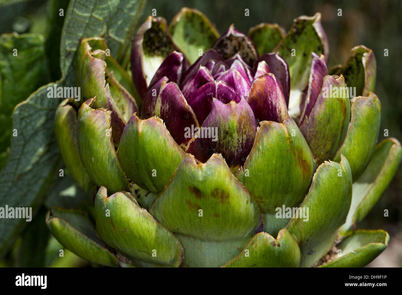 Artichoke in bloom, Marin County, California, USA. Stock Photo