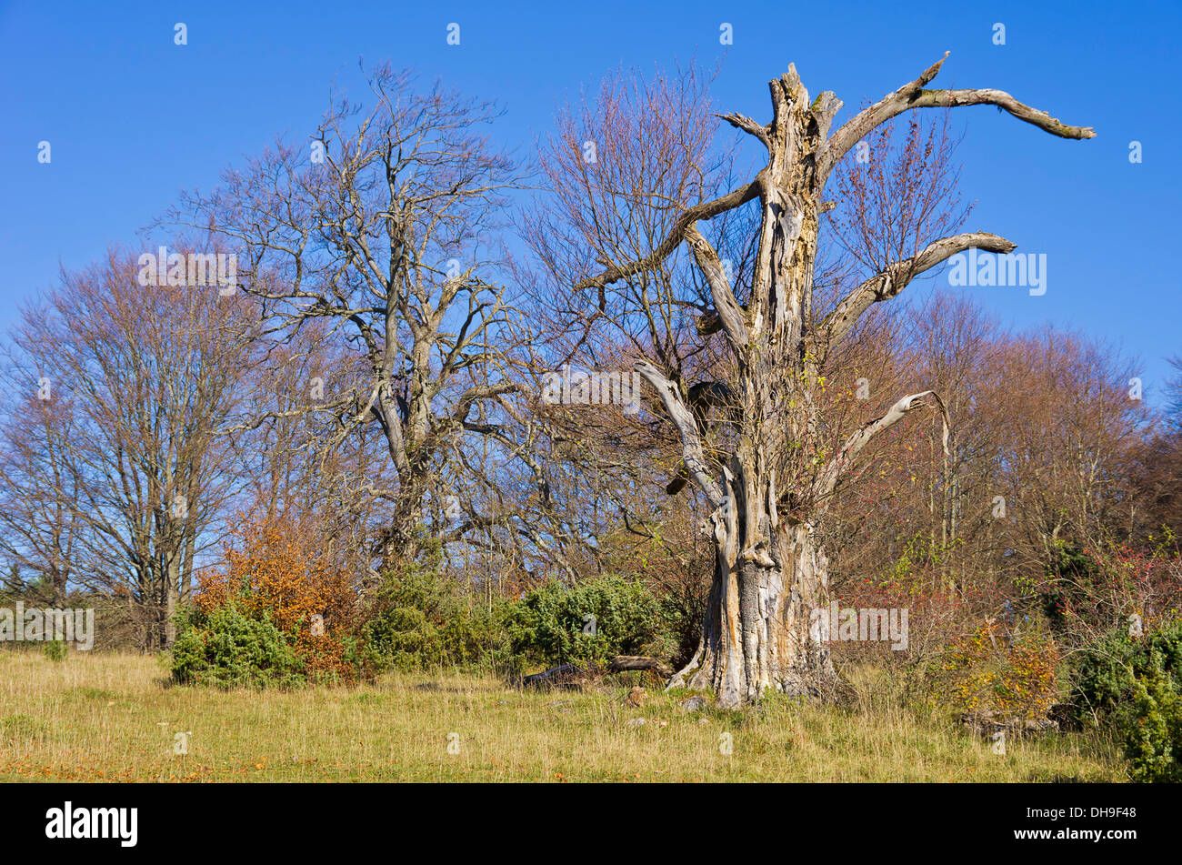 Skeleton of some old, dead and rotten tree. Stock Photo