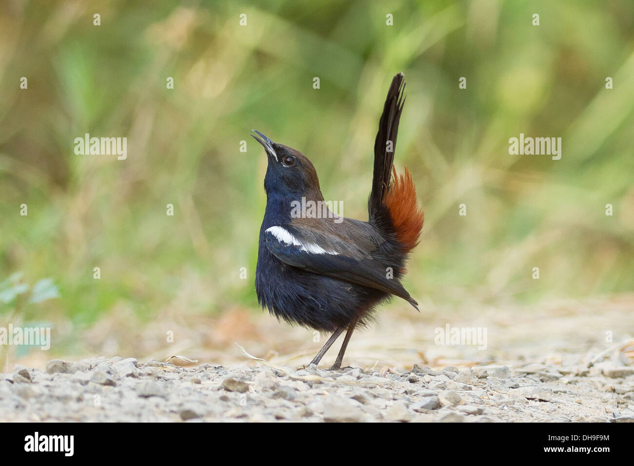 Indian Robin (Saxicoloides fulicatus cambaiensis) male displaying Stock Photo