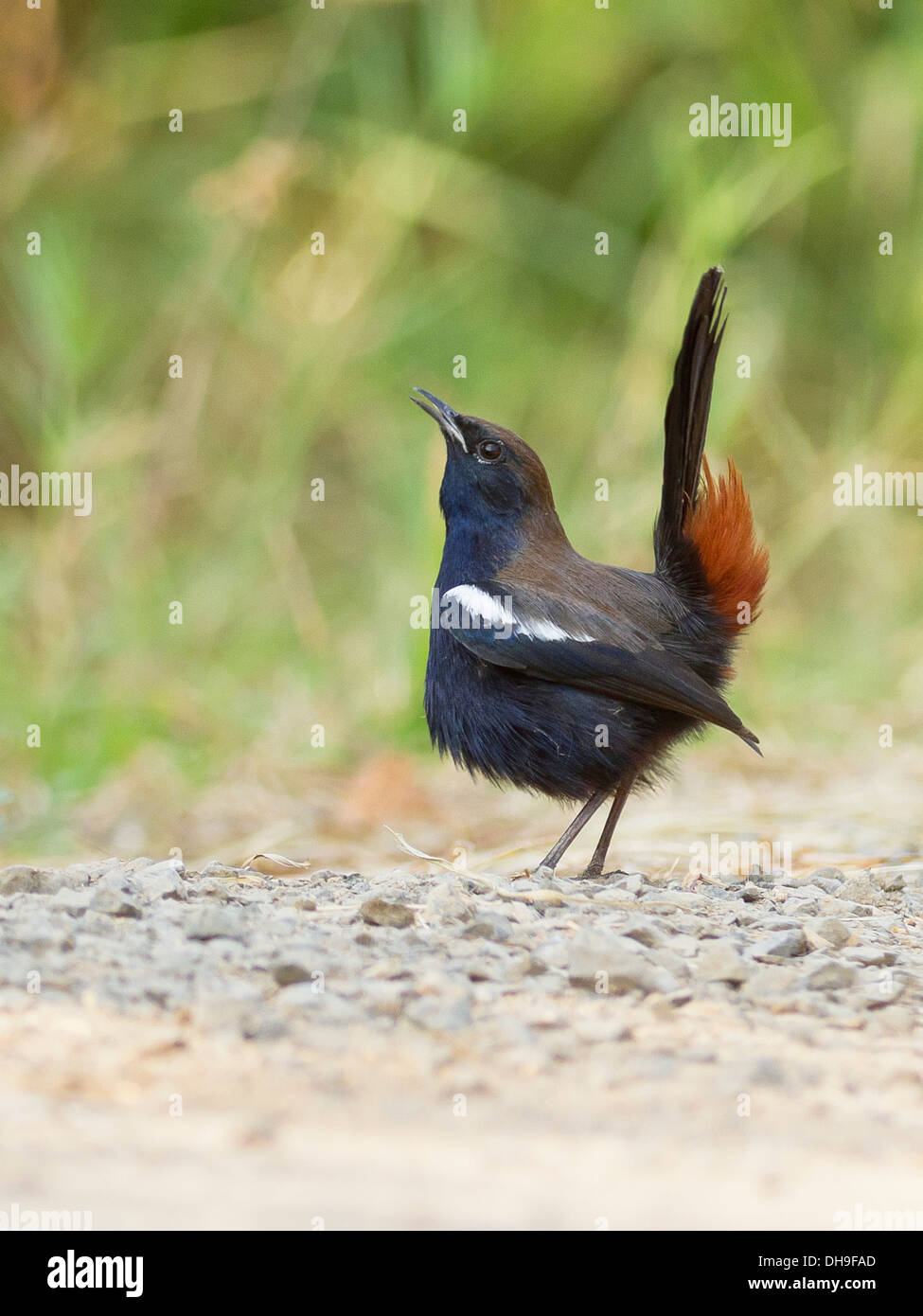 Indian Robin (Saxicoloides fulicatus cambaiensis) male displaying Stock Photo