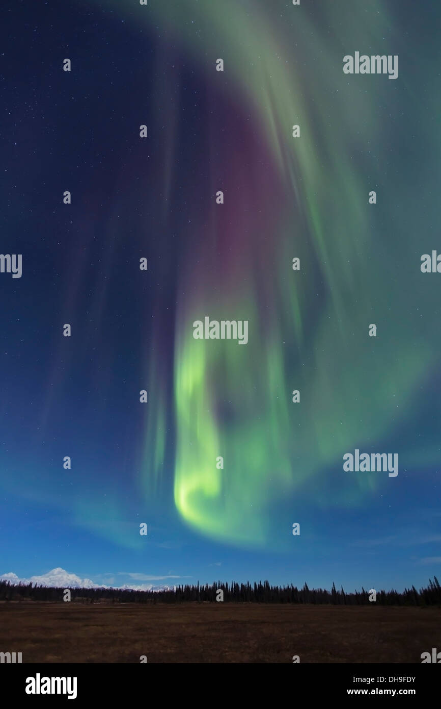 Green And Purple Northern Lights Dancing Above Mt. Mckinley And The ...