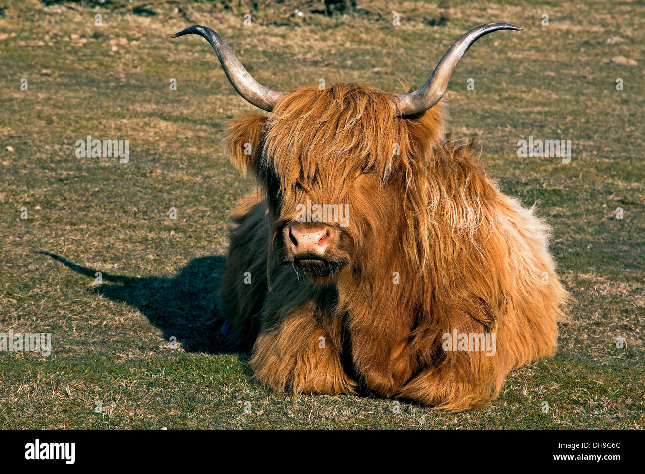 Highland Long Horn Cow light Brown shaggy coated  cow with long curved horns on Bodmin Moor, Cornwall Stock Photo