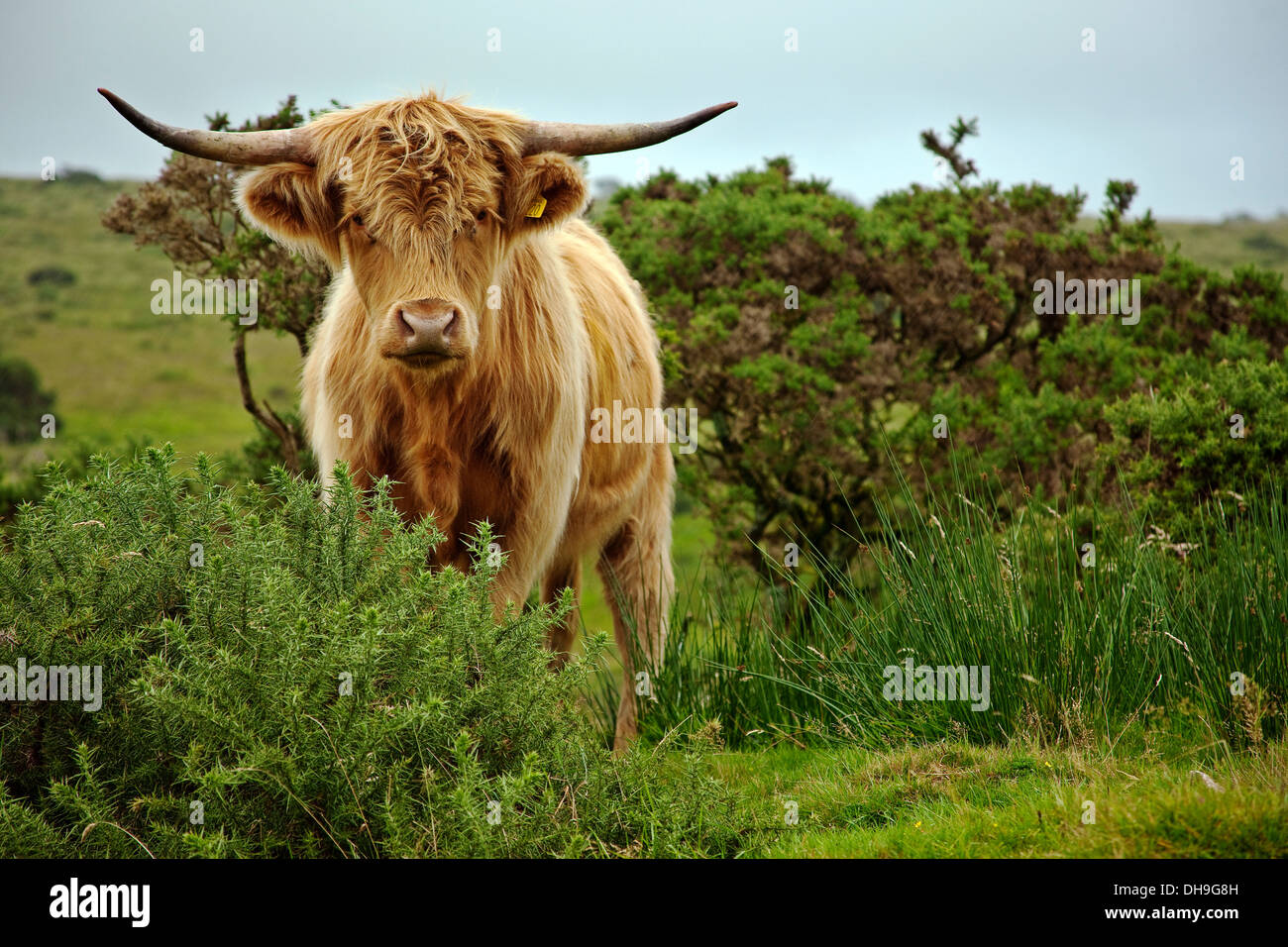 Highland Long Horn Cow light Brown shaggy coated  cow with long curved horns on Bodmin Moor, Cornwall Stock Photo