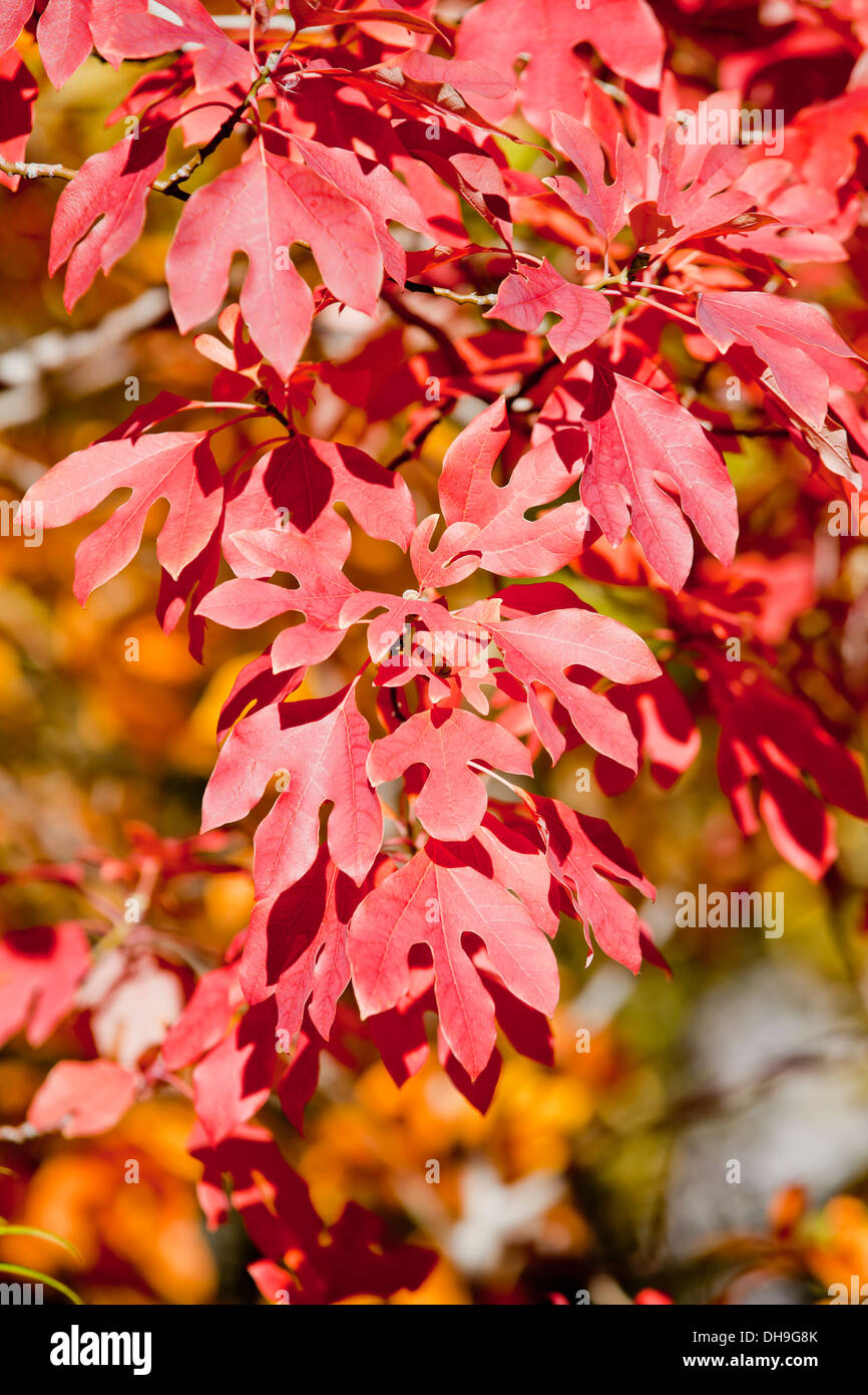 Sassafras tree hires stock photography and images Alamy