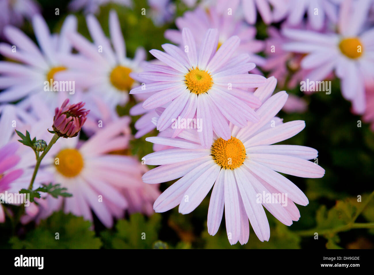 "Cambodian Queen" (Chrysanthemum dendrathemum) flowers Stock Photo