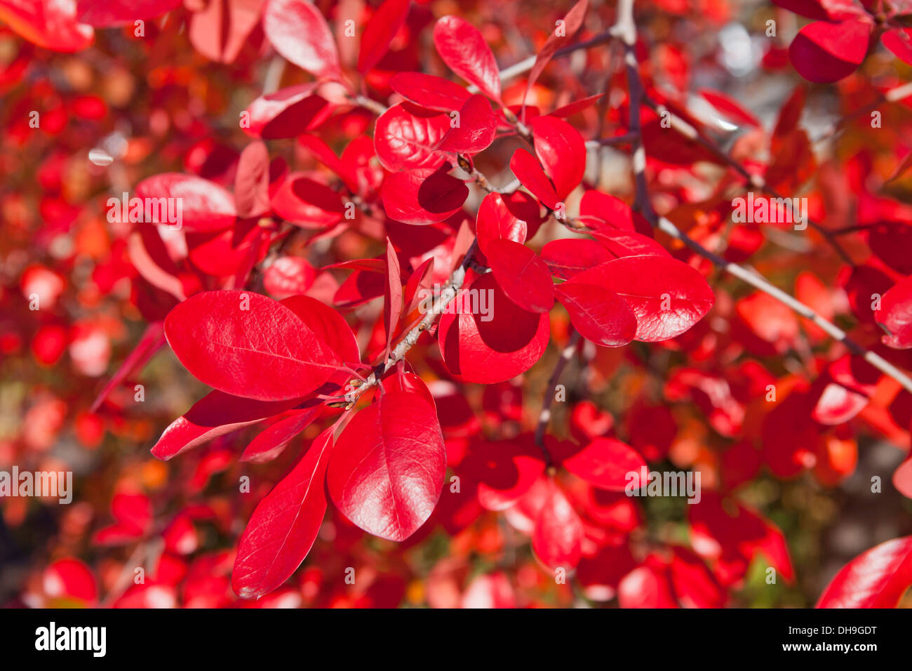 Black tupelo tree (Nyssa sylvatica) leaves in fall - Virginia USA Stock Photo